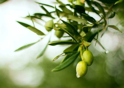 Olive-su-albero--sfondo--emporio-del-gorfo-prodotti-agricoli-e-allevamento